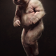 Illustration for article titled Channing Tatum Could Have Been A Lot More Furry In iJupiter Ascending/i